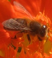 Pszczoła (Foto JSS)