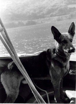 Pies Dunaj na Dunaju 1972, foto Jerzy Szkutnicki