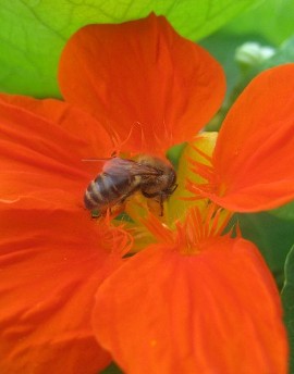 Pszczoła, ale nie ta sama, która mnie w momencie urodzenia użądliwa (Foto JSS)